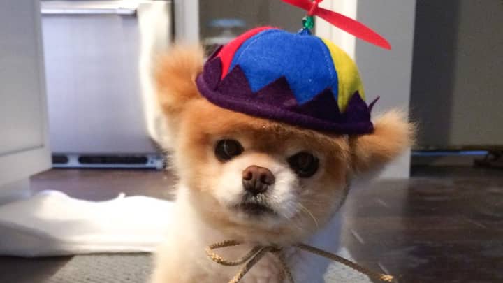 Boo The 'World's Cutest Dog' Has Passed Away