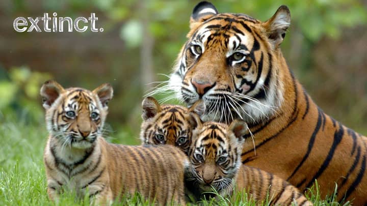 Tigers Could Be Extinct Within A Decade, Says Animal Charity