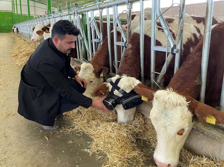 Cows Given Virtual Reality Headsets So They Think They Are Outside