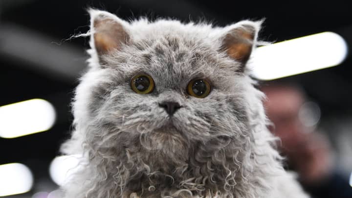 There Is Such Thing As A 'Poodle' Cat And They Look Incredible