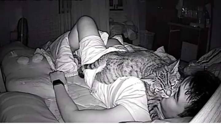 Guy Installs Camera To Find Cat Has Been Suffocating Him At Night