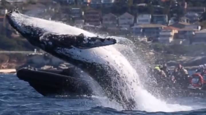 Huge Humpback Whale Leaps Out Of Water Leaving Tourists Stunned