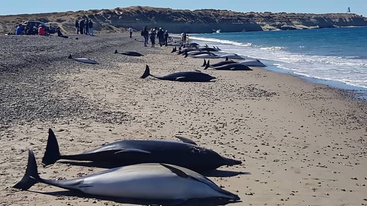 Almost 50 Dolphins Die After Becoming Stranded On An Argentinian Beach