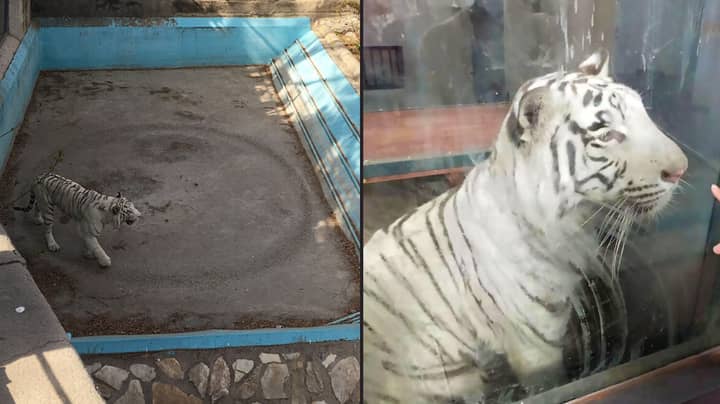 White Bengal Tiger Captured Pacing In Same Spot Inside Enclosure 