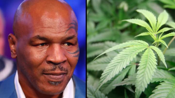 Mike Tyson Has Broken Ground On His Giant Cannabis Ranch In California