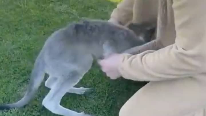 Aussie Bloke Dresses Up As A Kangaroo And Convinces Joey To Hop In His Pouch
