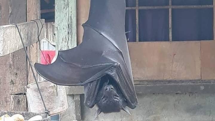 This Photo Of A 'Human-Sized Bat' Is Not Actually A Fake