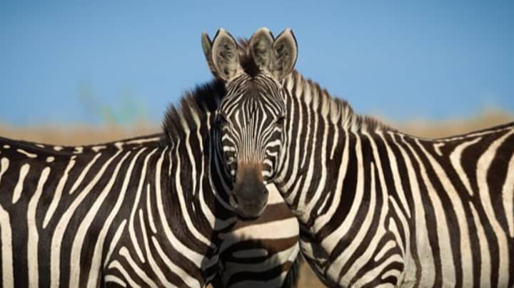 Wildlife Photographer's Snap Of Two Zebras Has People Baffled