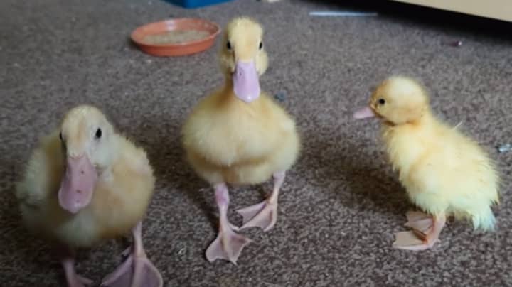 Woman Says She Hatched Three Ducklings From Eggs She Bought At Waitrose