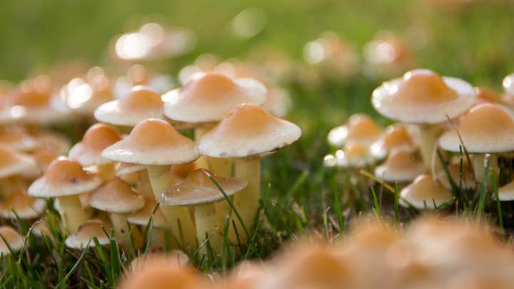 Man Injected Himself With 'Magic Mushrooms' And Fungi Grew In His Blood