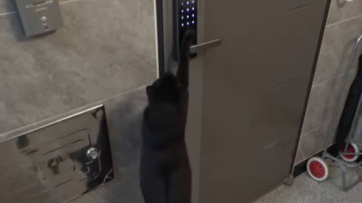 Stray Cat Visits Stranger's Home Daily By Entering Door Code