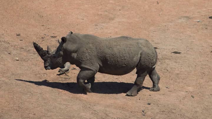 Driver Illustrates Why You Should Never Be Complacent Around Rhinos 