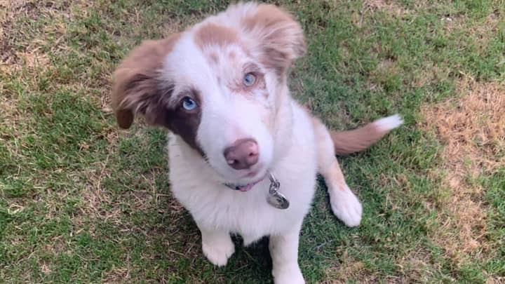Queensland Couple Devastated After Their Beloved Puppy Was 'Stolen'