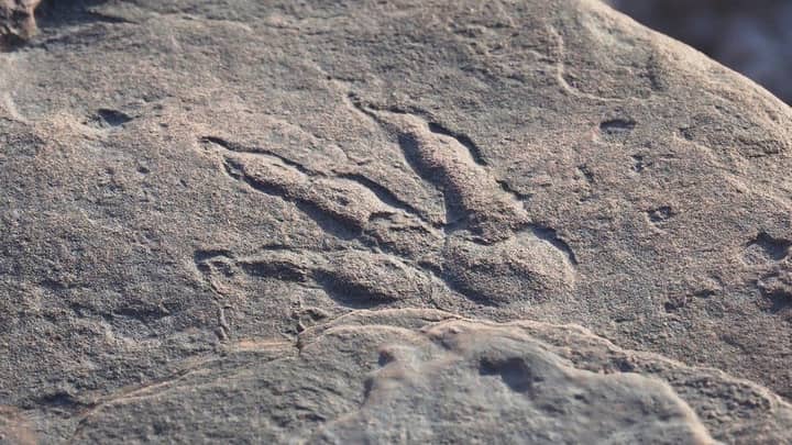 Four-year-old girl finds dinosaur footprint during beach stroll in Wales