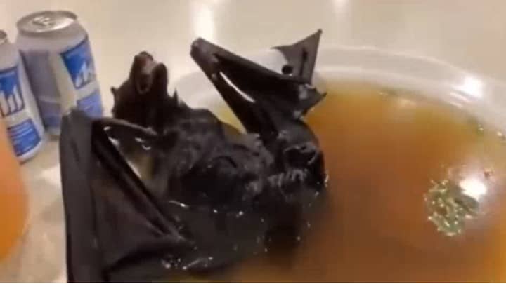Scientists Say Bats Could Be Linked To Coronavirus As Videos Of Bat Soup Appear Online 