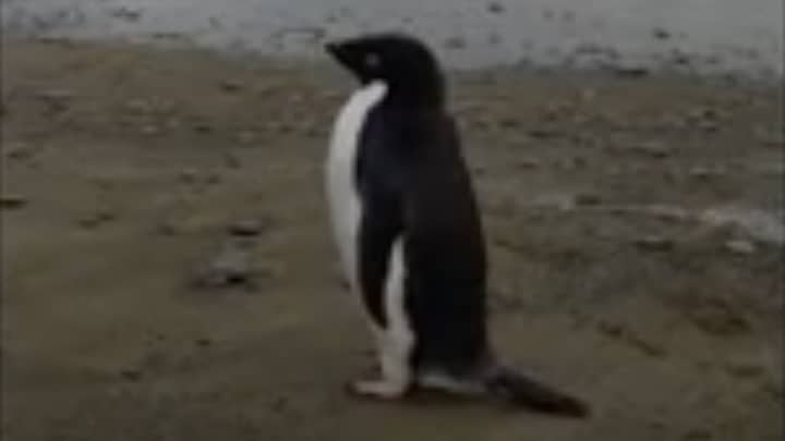 Rare Antarctic Penguin Accidentally Travels 3000km From Home