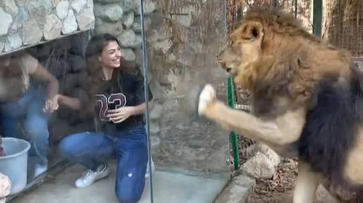 Zoo Slammed Over ‘Cruel’ Glass Box For Visitors That 'Agitates' Lion