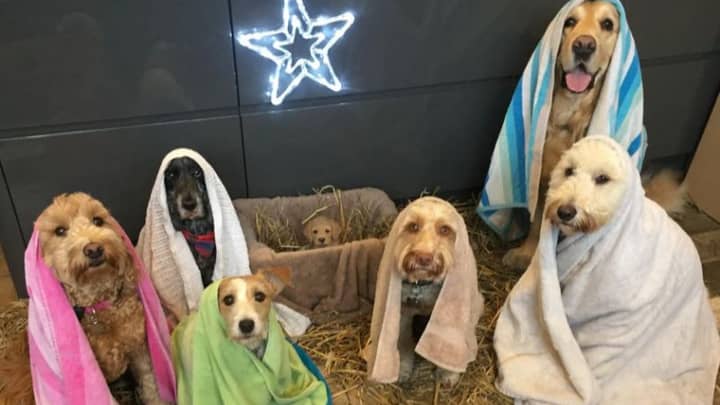 Dogs Star In The Best Nativity Scene We've Ever Seen