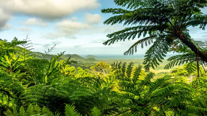 World's Oldest Tropical Rainforest Will Be Handed Back To Aboriginal Owners