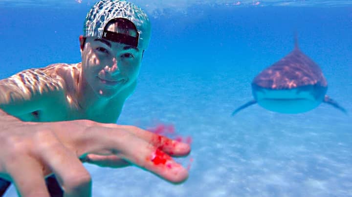YouTuber Tests If Sharks Can Actually Smell A Drop Of Blood From A Mile Away