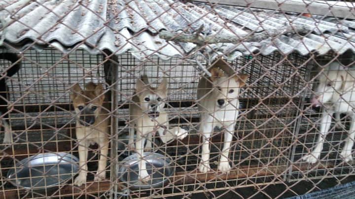 Animal Rights Charity Shares Shocking Pictures Of Caged Puppies