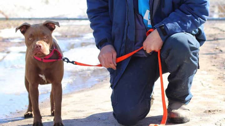 Volunteer Drives 1,400 Miles To Return Lost Dog, Only To Find Owner Doesn't Want Her