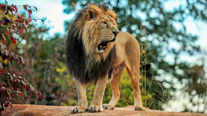 ​Eight Percent Of Americans Think They Could Beat A Lion In An Unarmed Fight