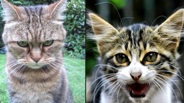 Cats Understand Their Owners’ Voices But Choose To Ignore Them