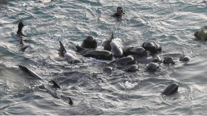 ​Dolphin Family Swim Together Before Hunters Close In To Slaughter Them