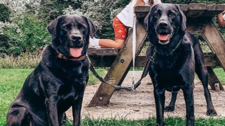 'Heartbroken' Family Share Footage Of Labradors Being Stolen In Broad Daylight