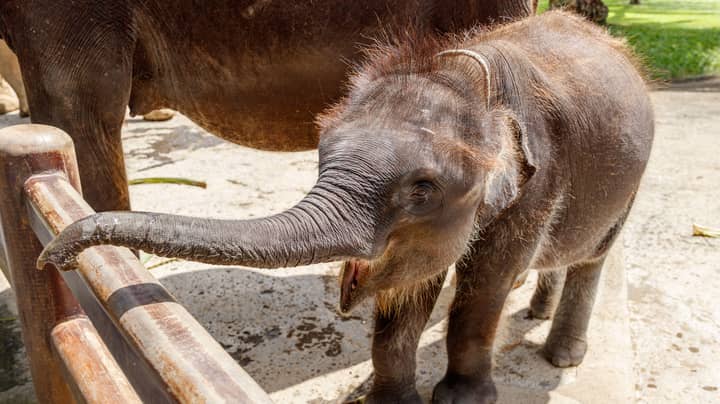 Baby Elephant Dies After Her Trunk Is Severed In A Poacher’s Trap
