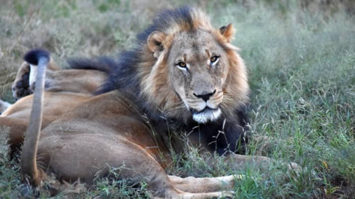 Big Game Hunter Gets Shot Dead While In Africa Hunting Lions 