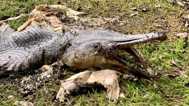 Brit Finds 'Prehistoric' Creature With Body Of Fish And Head Of Gator