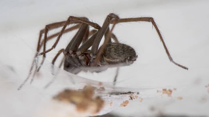 Thousands Of 'Sex-Crazed' Spiders Set To Invade UK Homes