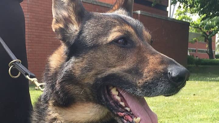 Brave Police Dog Protected His Partner Even When Stabbed By Ten-Inch Blade