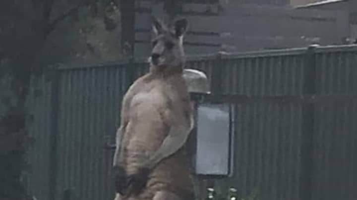 Beloved ‘Hench’ Kangaroo Dies After Being Hit By Car