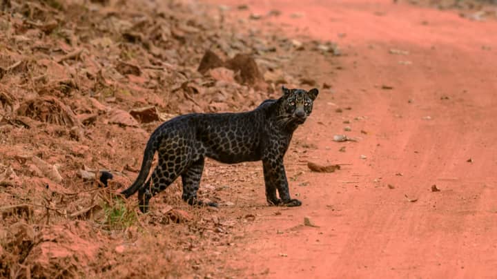 Photographer Captures Rare Black Leopard On Film