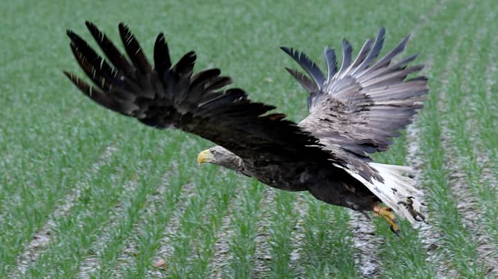 White-Tailed Eagles Return To English Skies For First Time In More Than 200 Years
