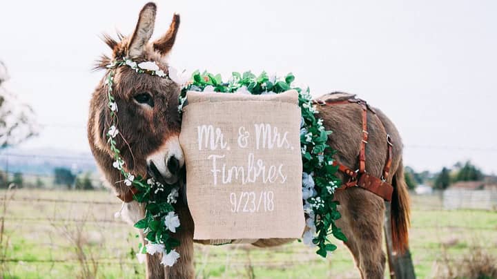 Company Hires Out Donkeys To Serve Guests Booze At Your Wedding 