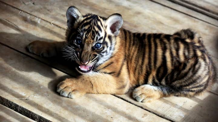 Couple Who Bought 'Kitten' Online Find Out It's Actually A Tiger Cub