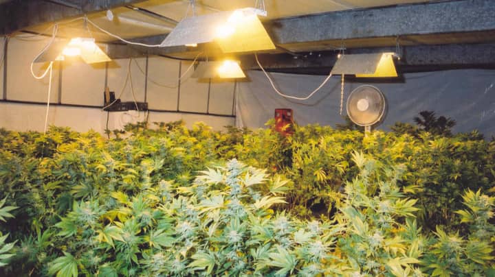 ​​Turns Out Snow Isn't Good For Anyone With A Cannabis Farm