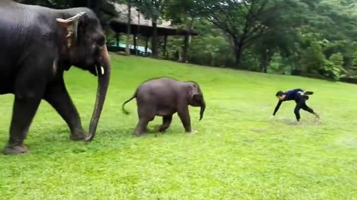 Baby Elephant Imitates Man Sliding In The Rain