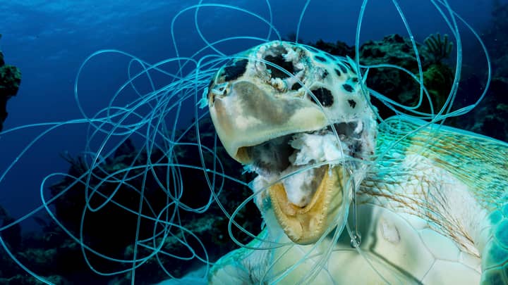 Turtle Found Dead With Fishing Line Tangled Around Its Throat 