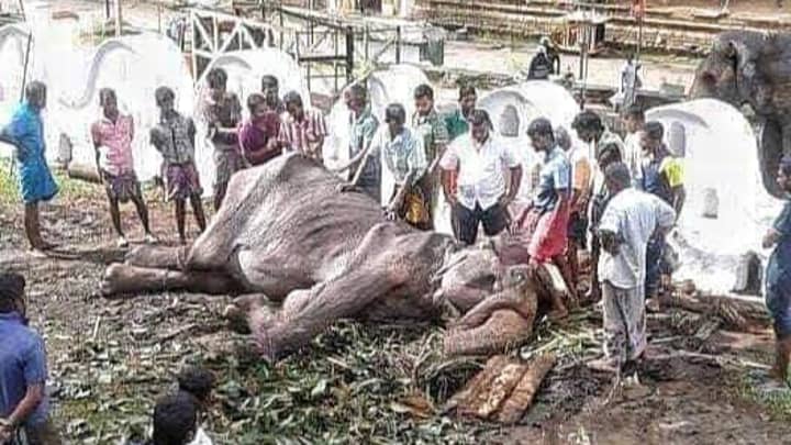 Starving 70-Year-Old Elephant Collapses From Exhaustion After Sri Lankan Festival