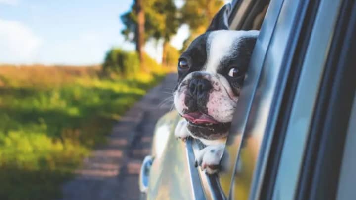 Driving With An Unrestrained Dog In The Car Could Land You A £5,000 Fine