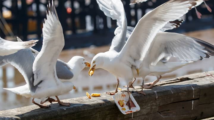 Man Who Bit Seagull That Stole His McDonald's Arrested