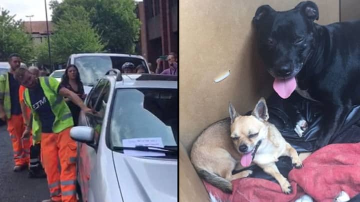 Hero Workman Smashes Car Window To Save Dogs Dying In Heat