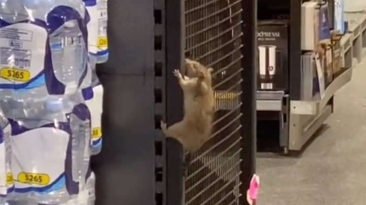 Horrific Moment Giant Rat Climbs Shelves In Australian Aldi Store