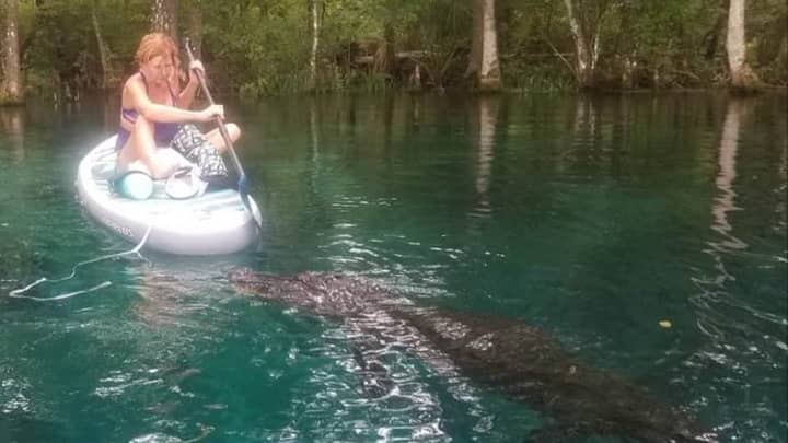 Paddleboarder Fends Off Alligator As It 'Tries To Bite Board' 