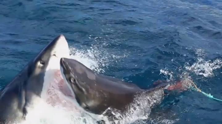 Incredible Clip Shows Shark Attack Another Shark 